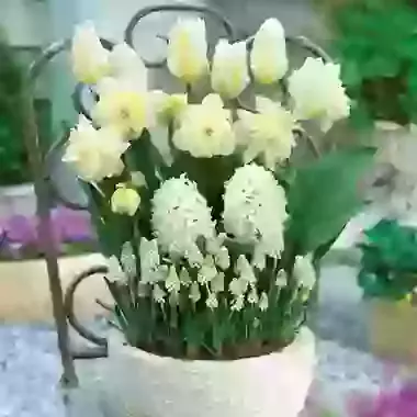 The White Collection